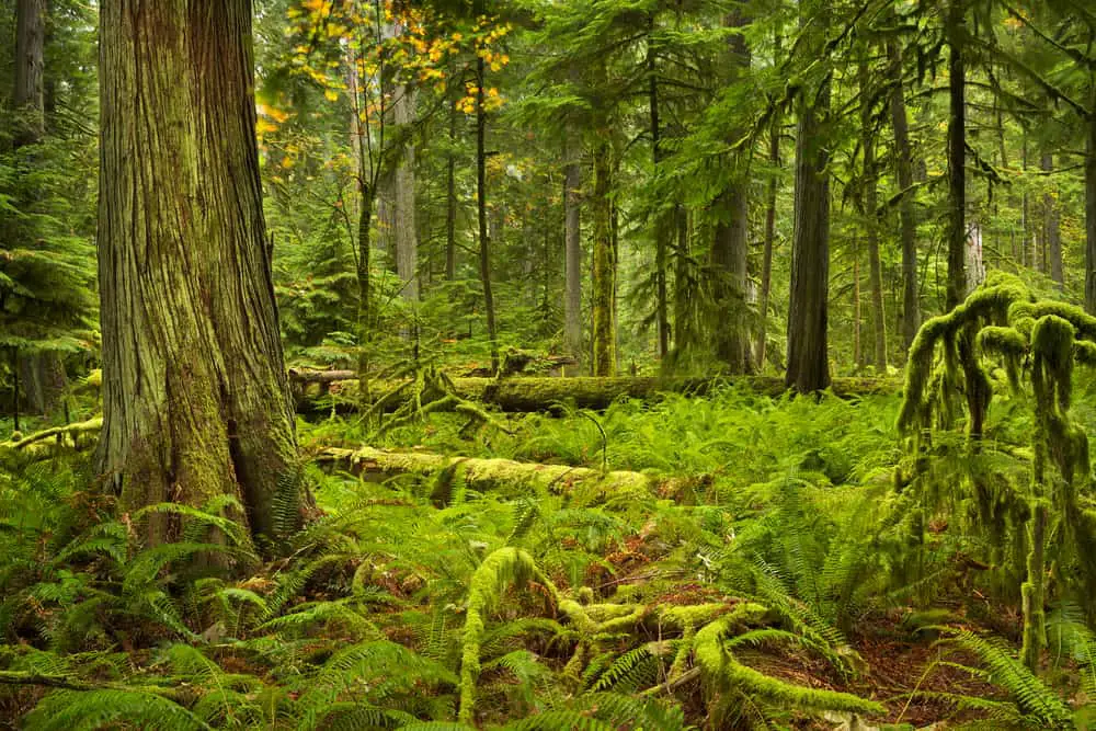 This is a close look at a dense rainforest with tall trees and ferns.