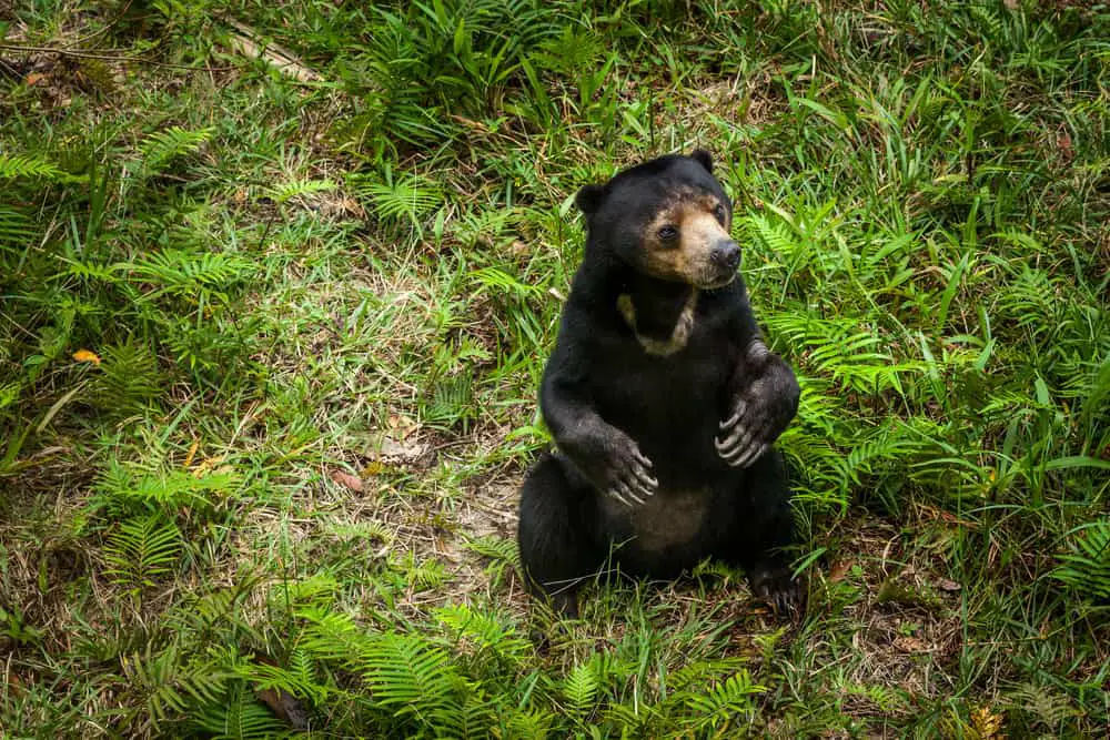 A sunbear sitting on the ground.