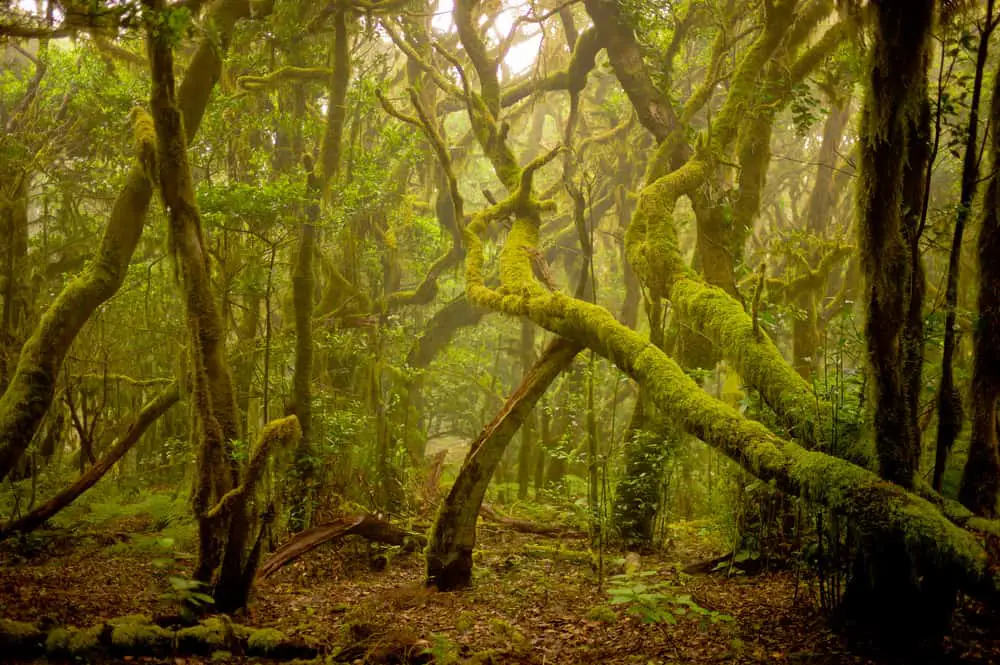 This is a close look at an ancient forest with large mossy trees.