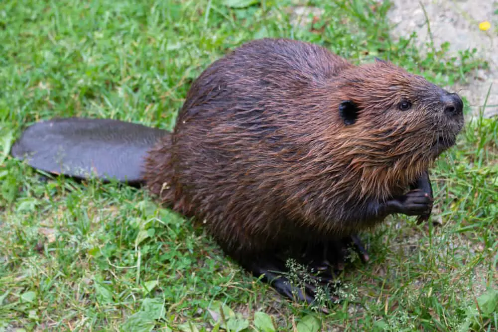 This is an adult beaver on a grass field.