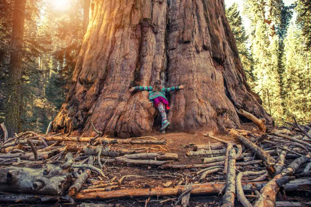 This is a close look at the base of a giant sequioa tree.