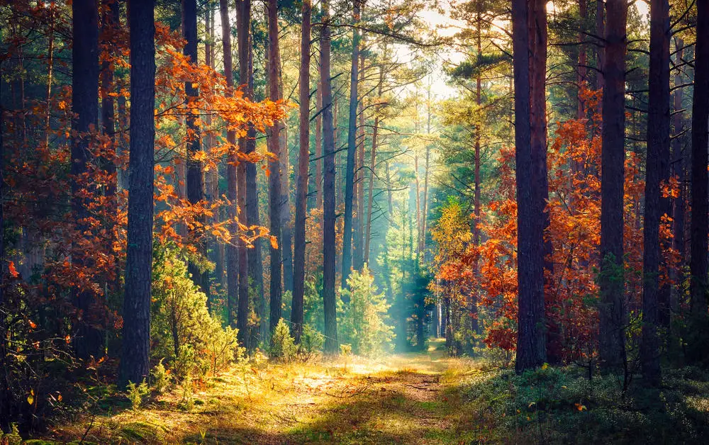 This is a pathway through a forest during autumn.