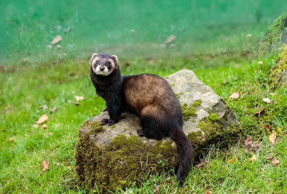 This is a black polecat standing on a rock.