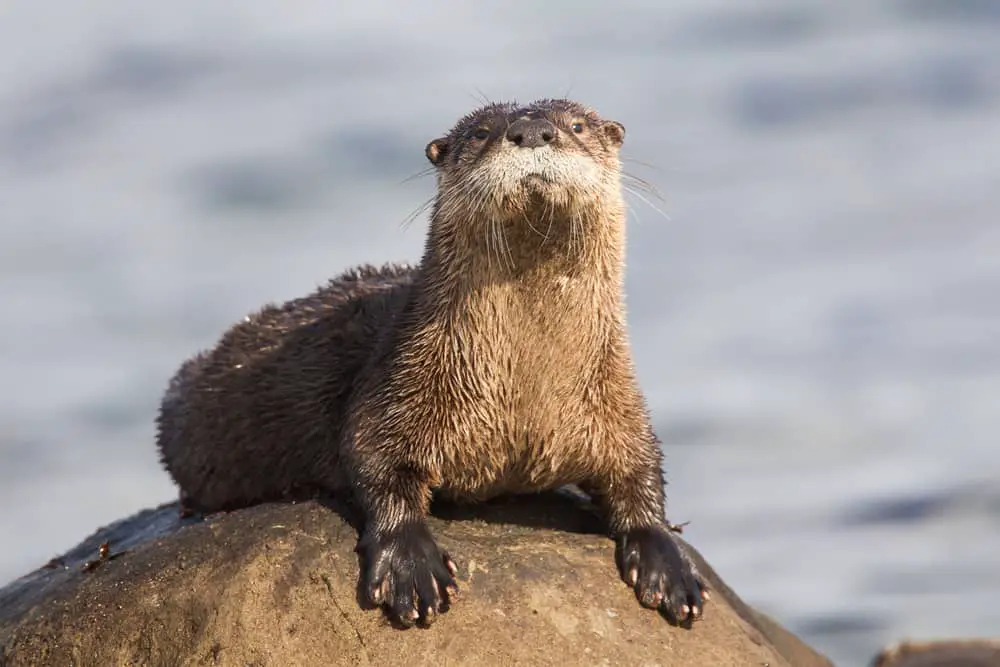 This is an adult river otter resting on a rock.