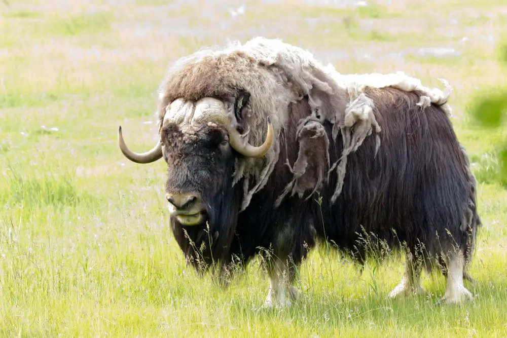 This is a mature musk ox grazing at a grass field.