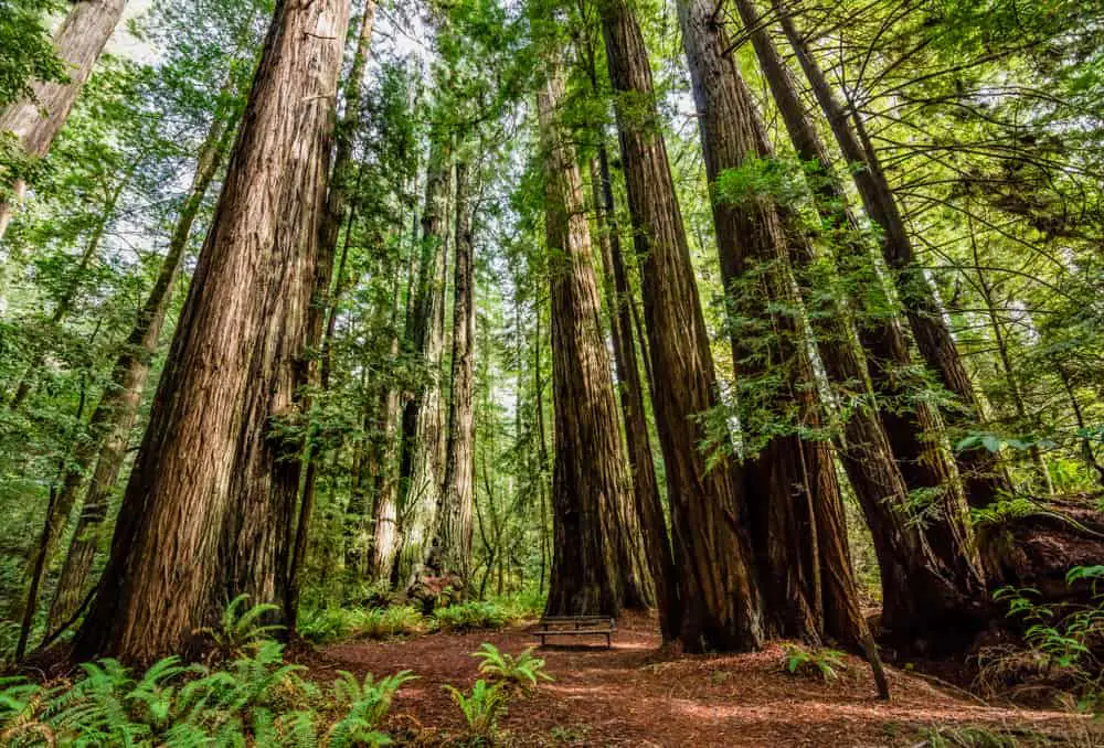 This is a close look at a giant redwood forest with a park bench in the middle.