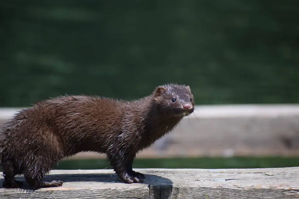 A close look at a mink standing on a rock by the wtaer.