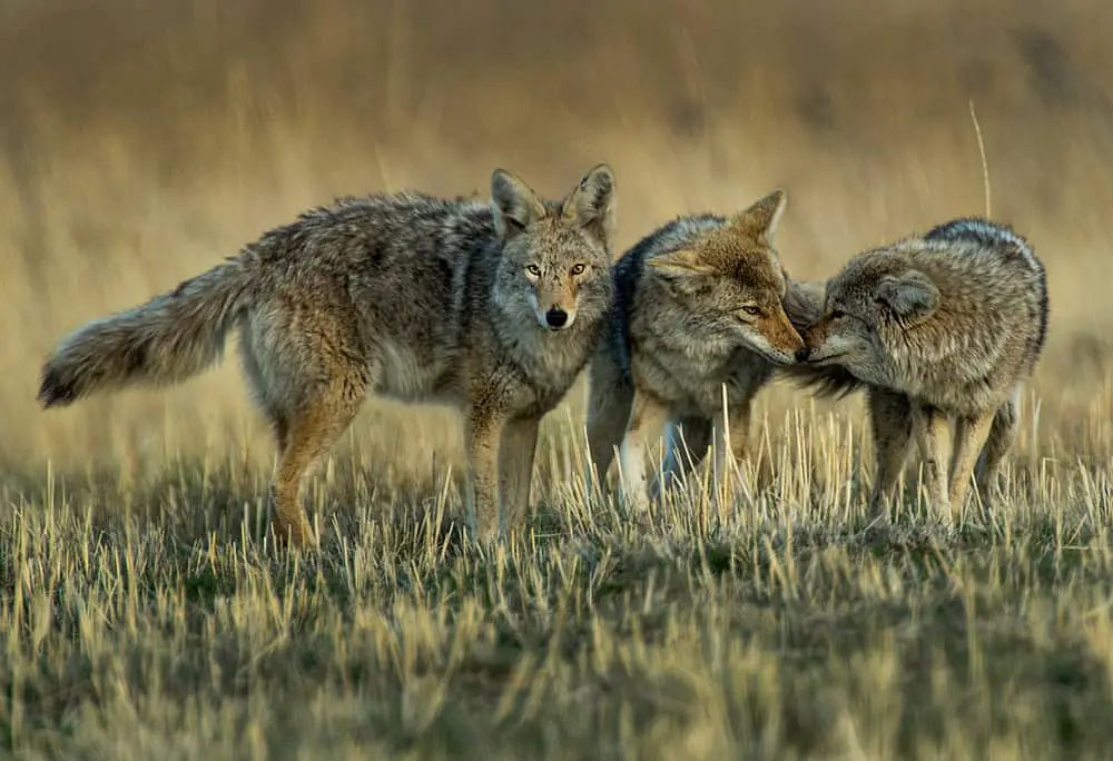 A pack of coyotes on a grass field.