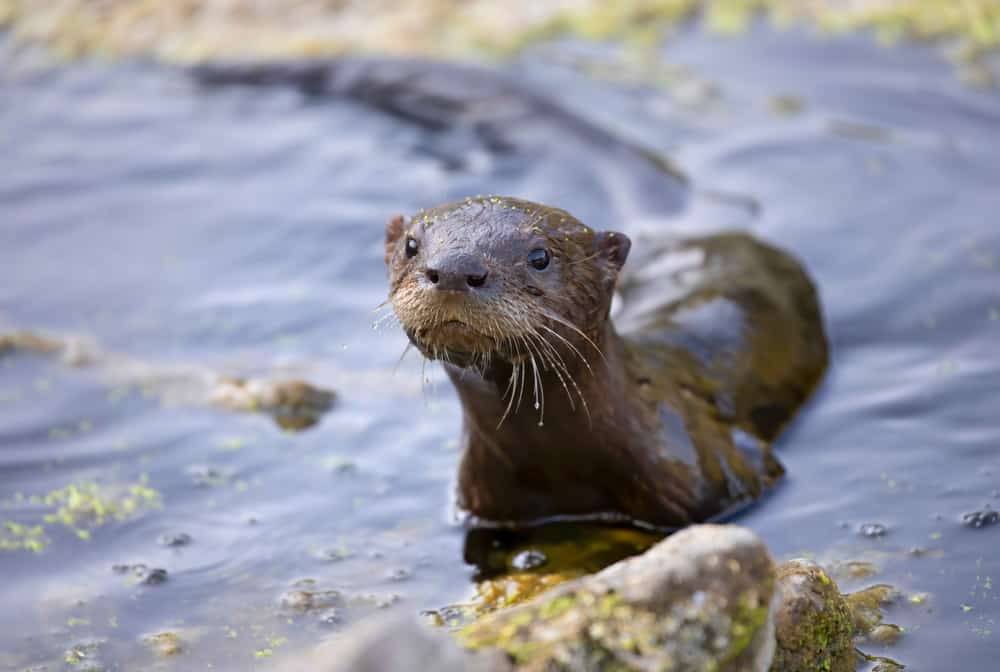 This is an adult river otter swimming.