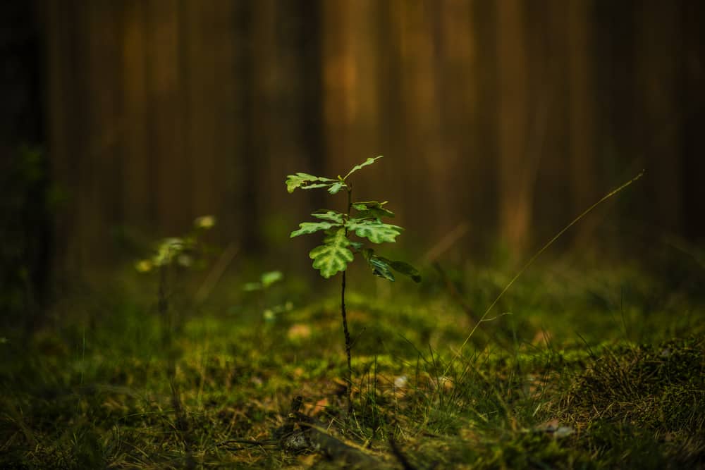 This is a close look at a young oak tree within a forest.