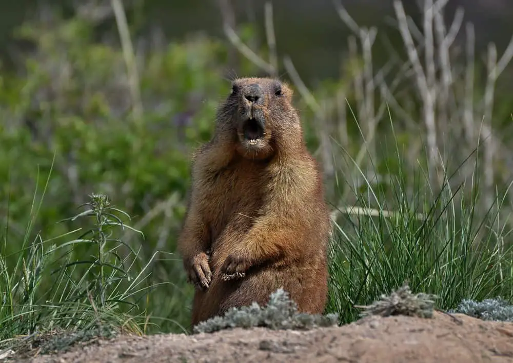 This is an adult brown groundhog outside its burrow.