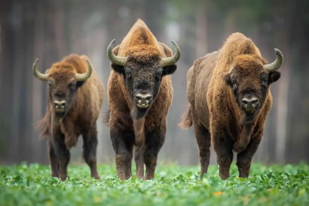 This is a close look at three adult European Bisons.