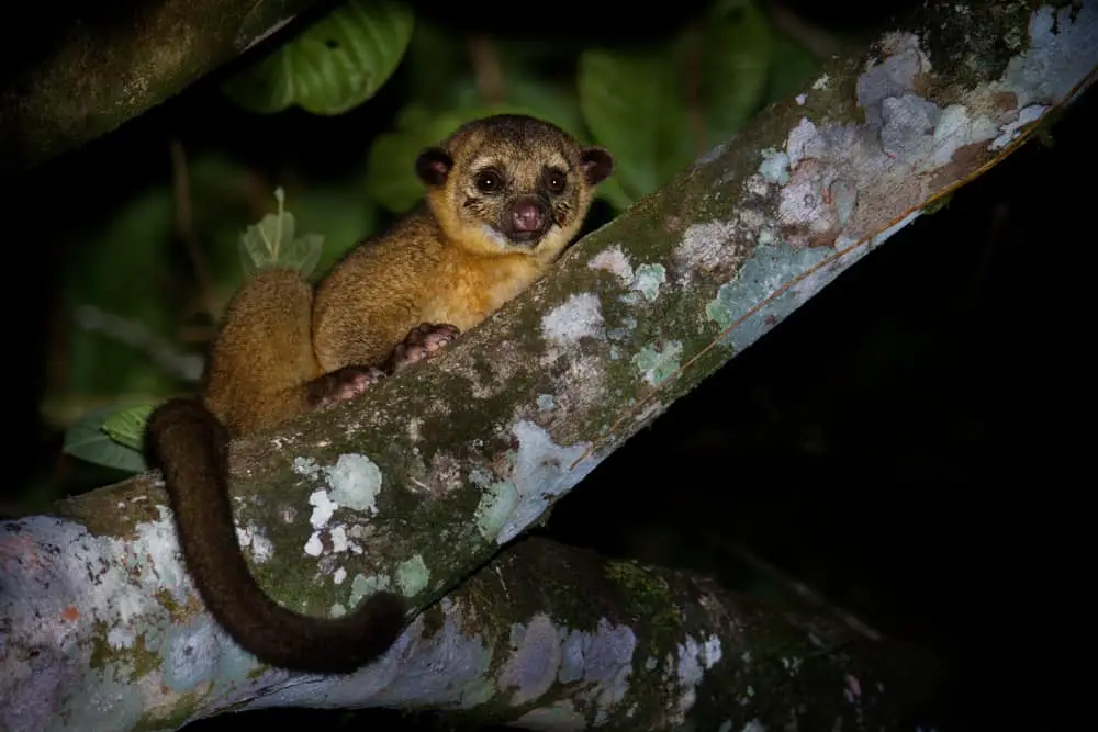 A cacomistle on the tree.