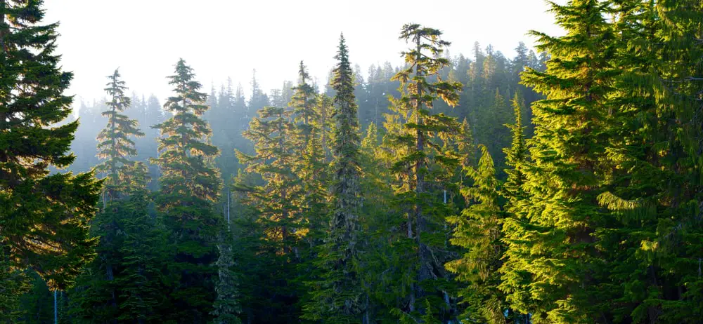 This is an aerial view of a coniferous forest during sunrise.