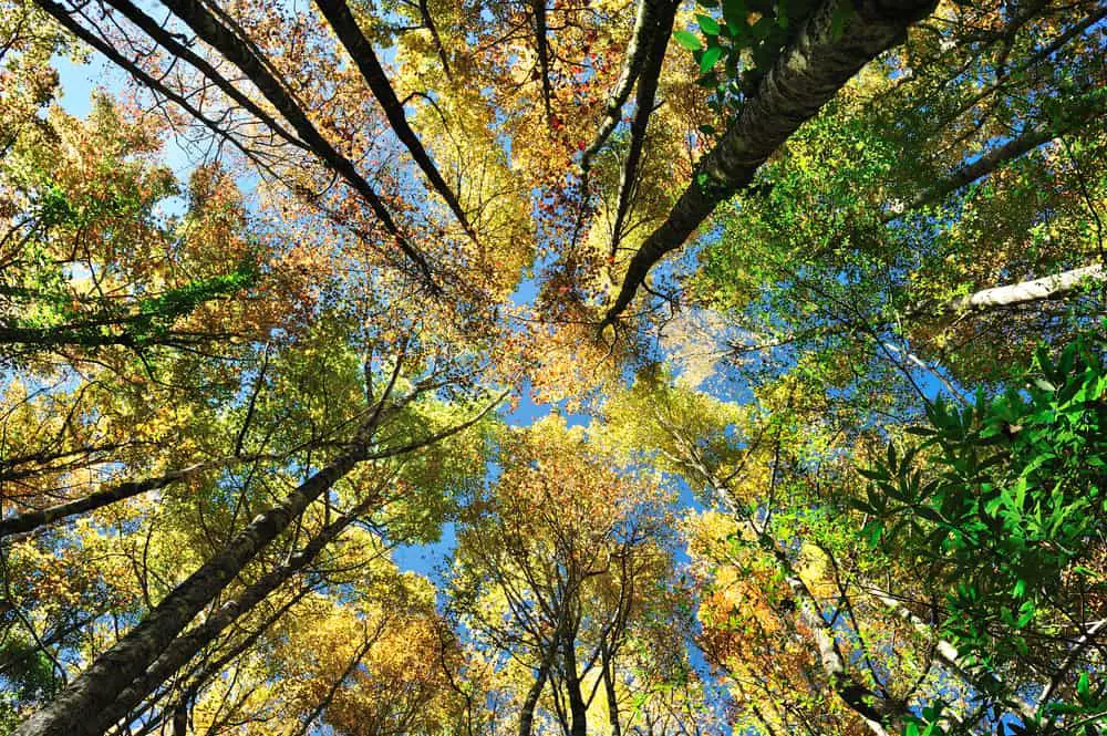 This is a close look at the forest treetop canopy.