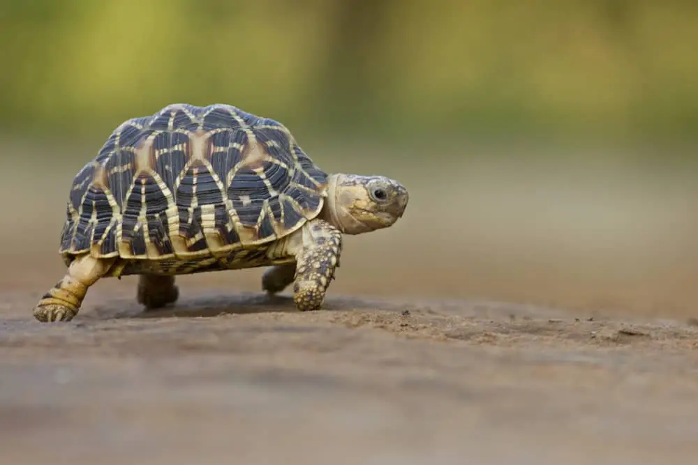 A close look at an Indian star tortoise walking.