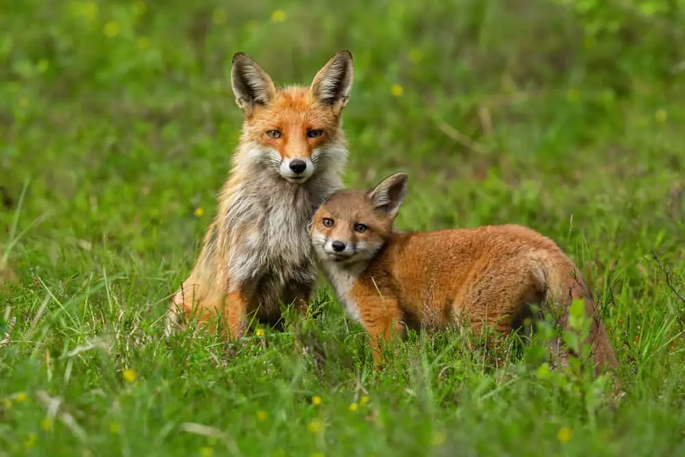 A mother and cub fox on a grass field.