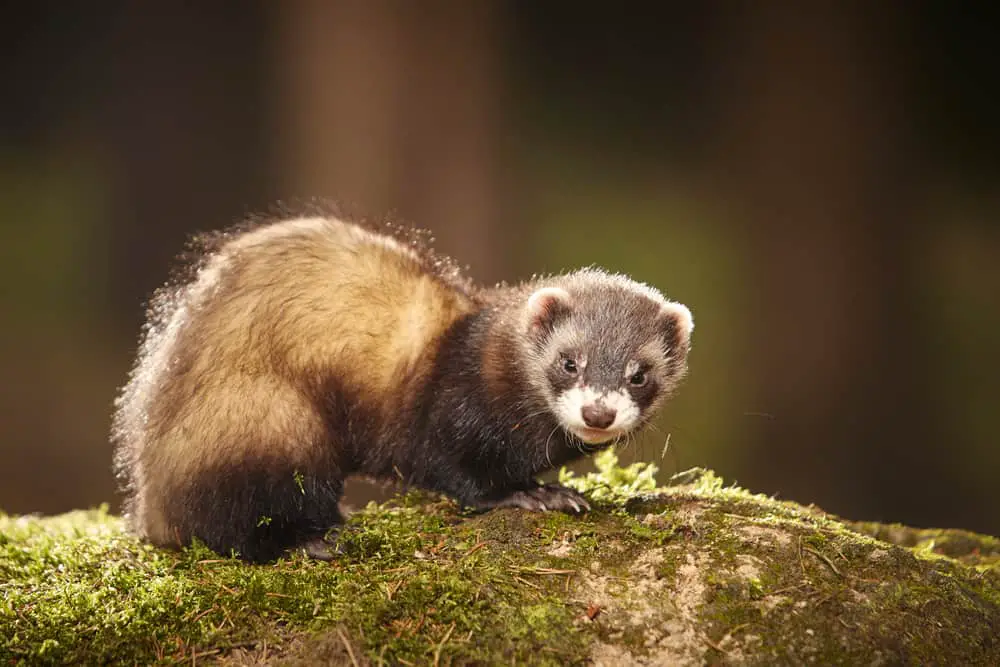 This is a sable ferret standing on a rock.