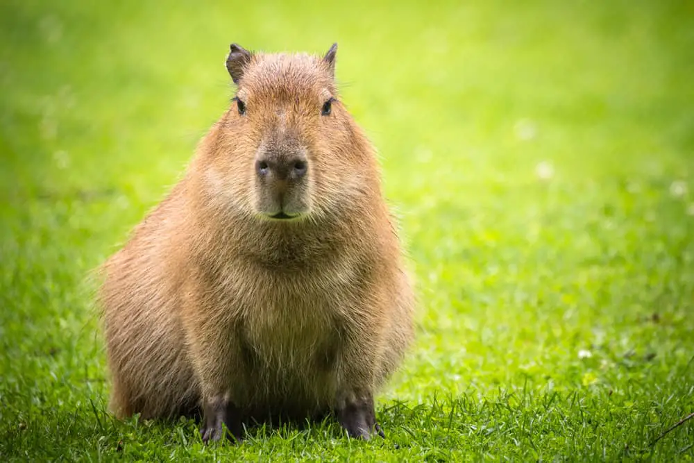 This is an adult capybara on a grass field.