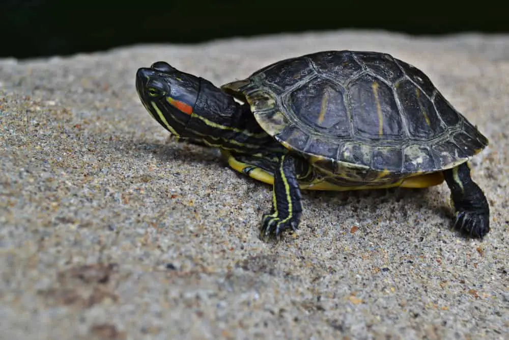 This is a close look at a terrapin turtle walking on a rock.