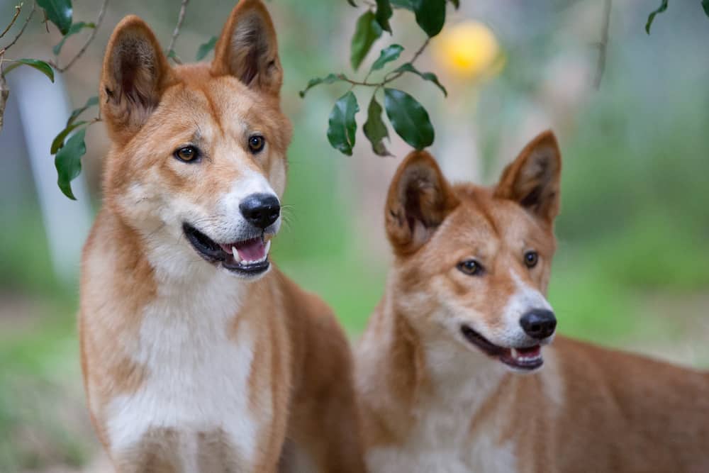 Two brown dingoes on the hunt.