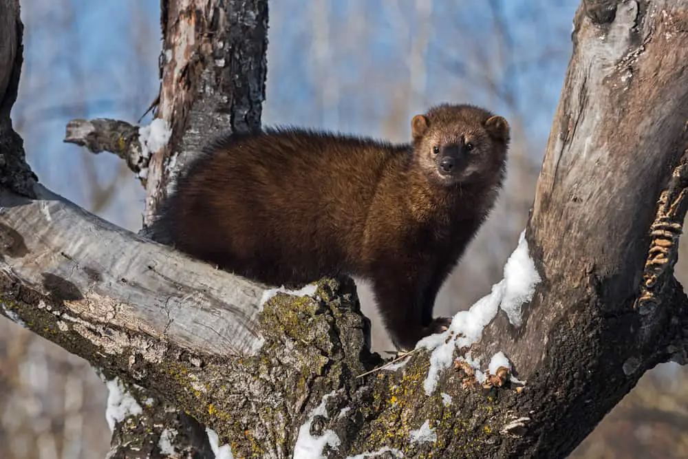 An adult fisher standing on a tree during winter.