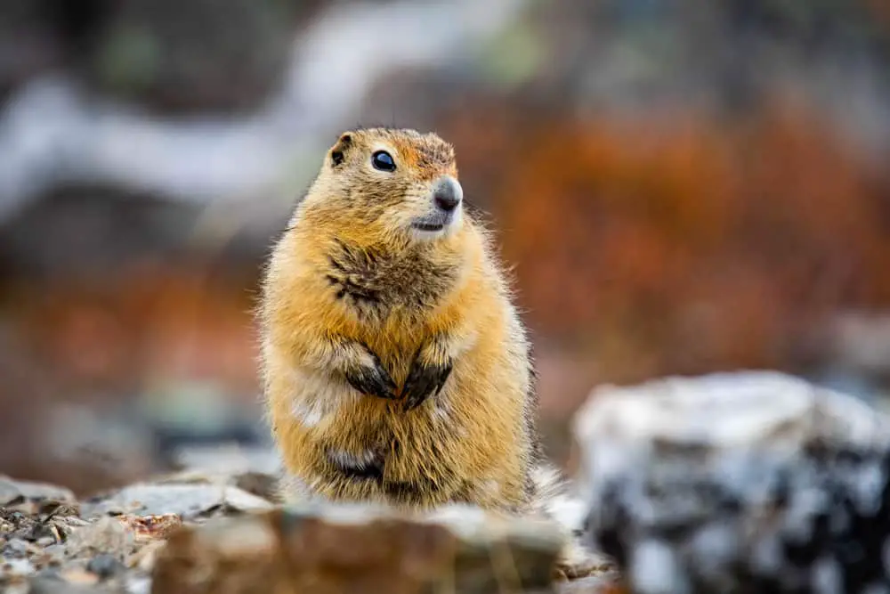 An arctic ground squirrel by the rocks.