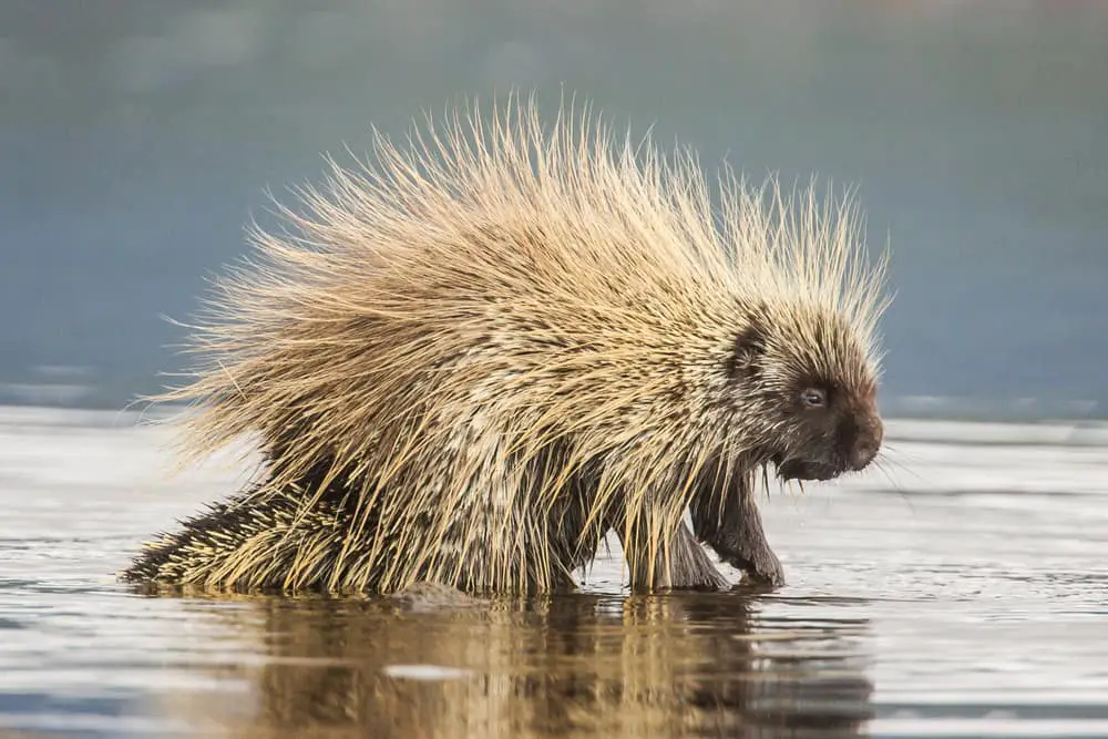 An adult North American Porcupine walking on shallow water.