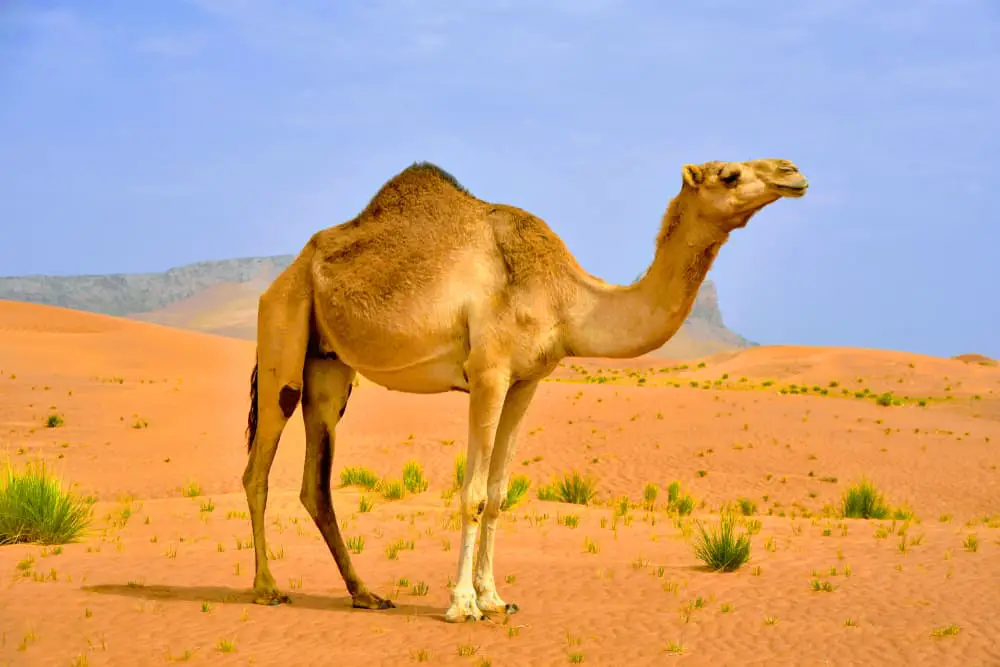 This is a close look at an adult camel at a desert.