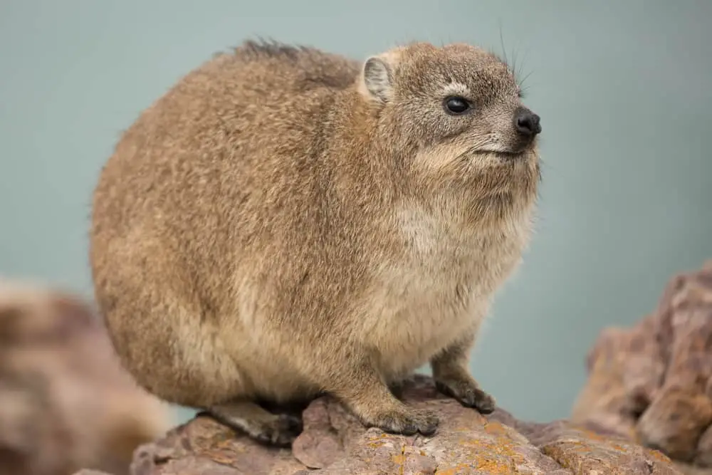 A hyrax standing on a rock.
