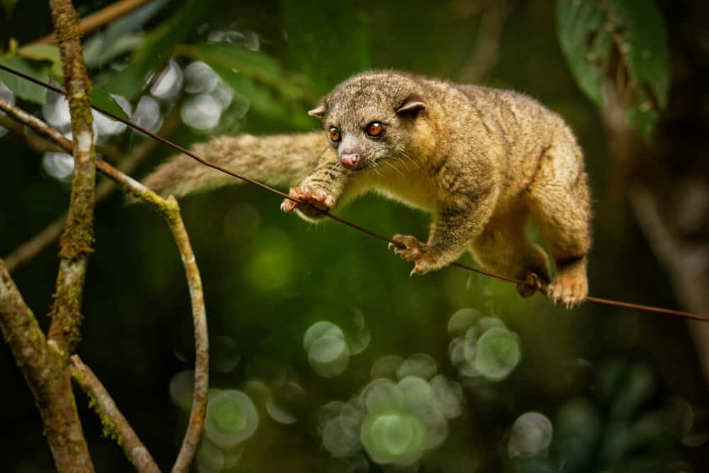 An olingo walking on a wire in between trees.