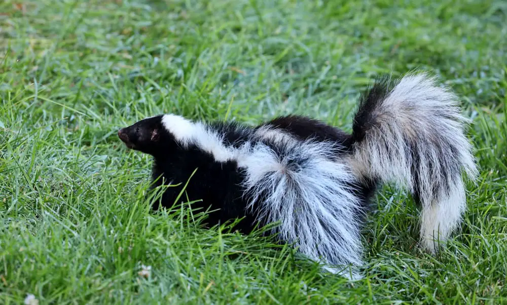 This is a striped skunk walking on grass.