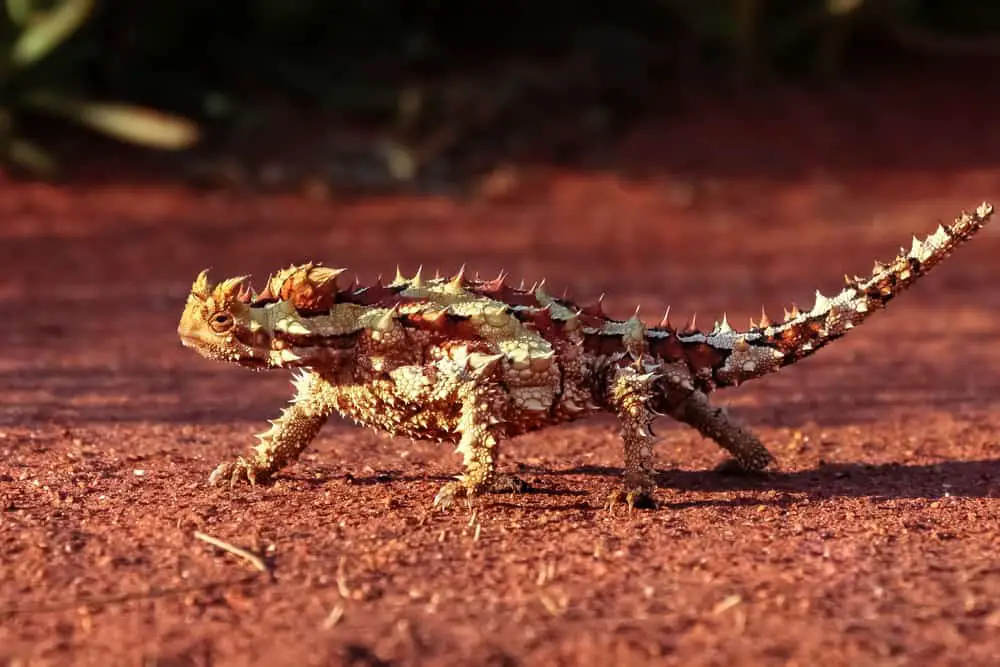 This is a close look at a thorny devil walking on the red desert landscape.