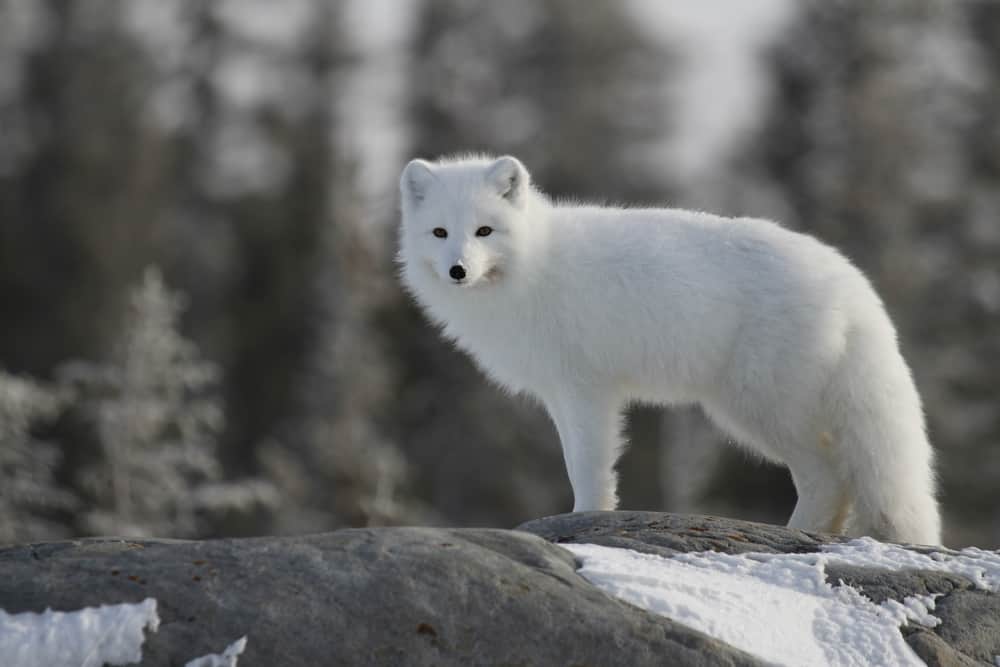 Arctic fox