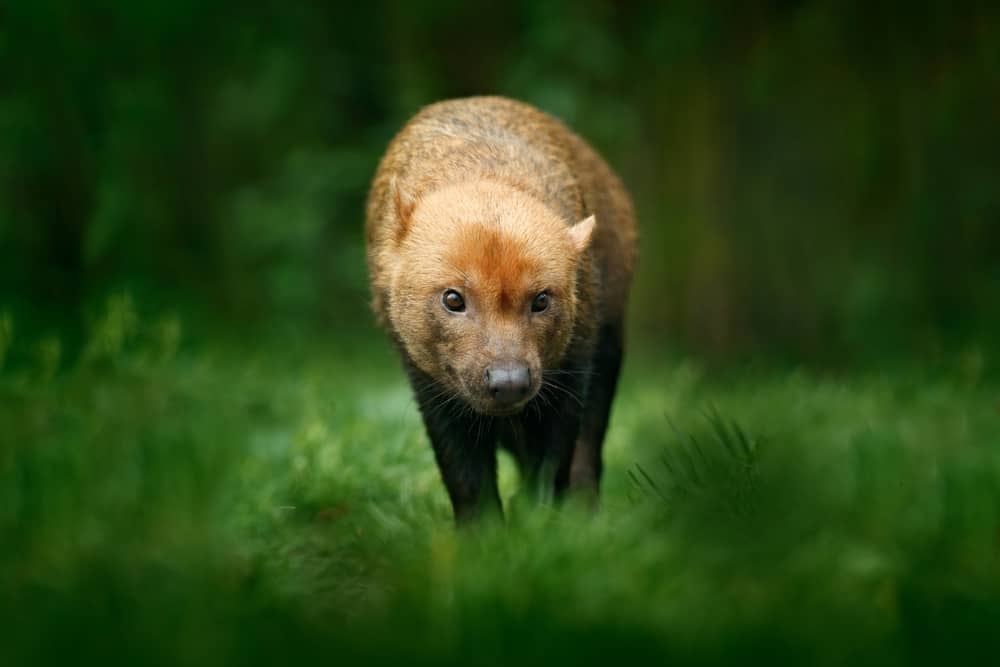 Brown wild bush dog