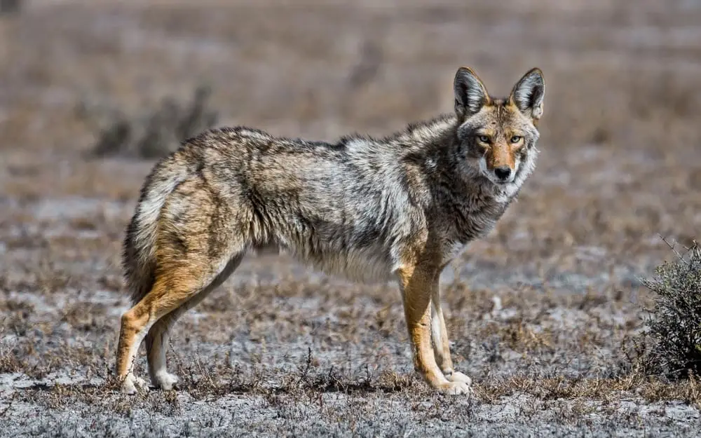 Coywolf 