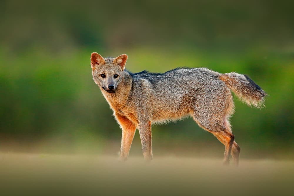 Crab-eating fox