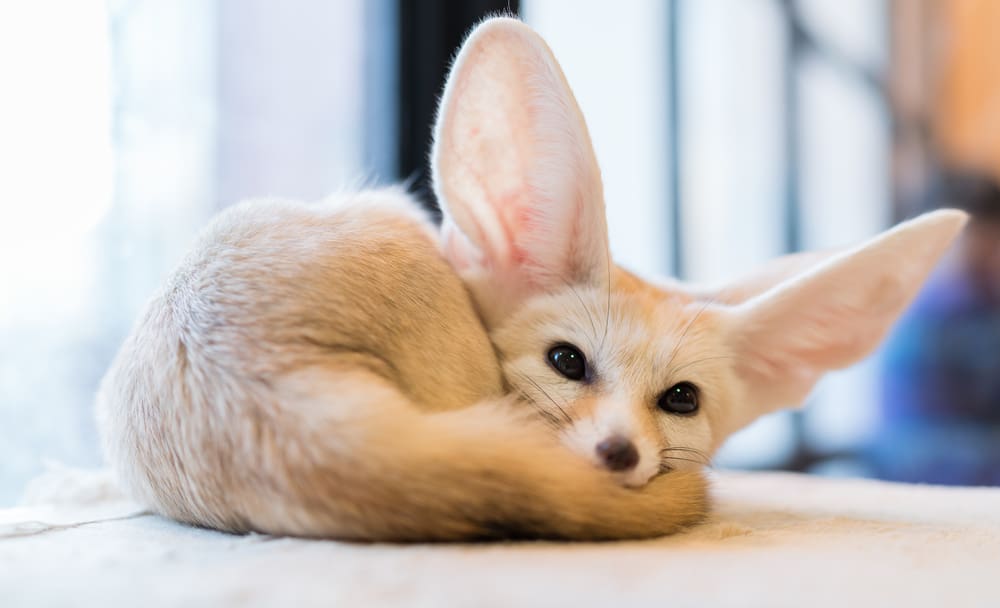 Fennec fox