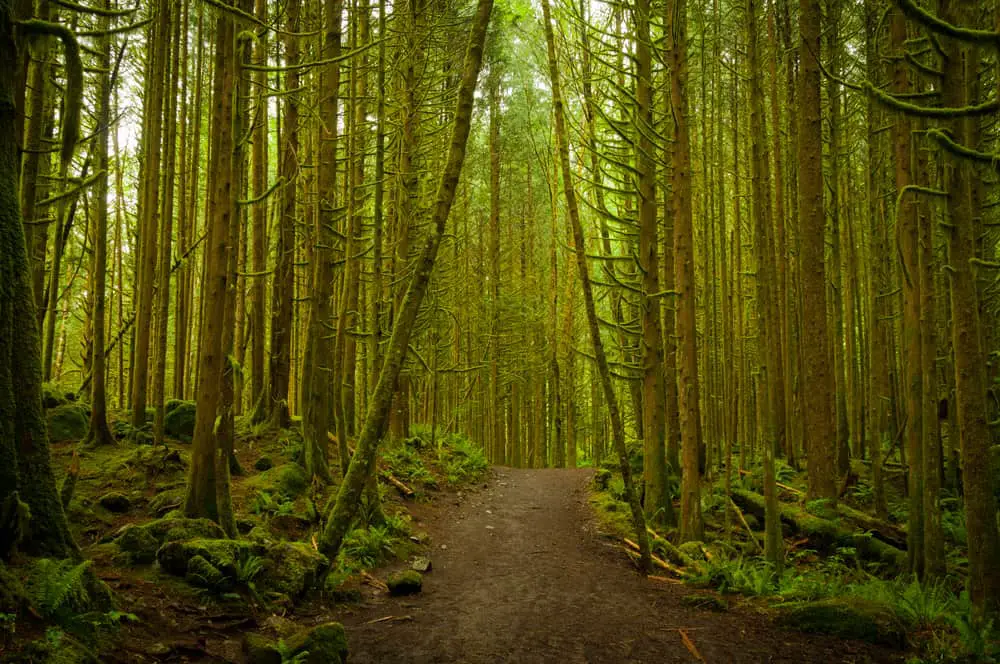 A close look at Golden Ears Provincial Park in British Columbia.