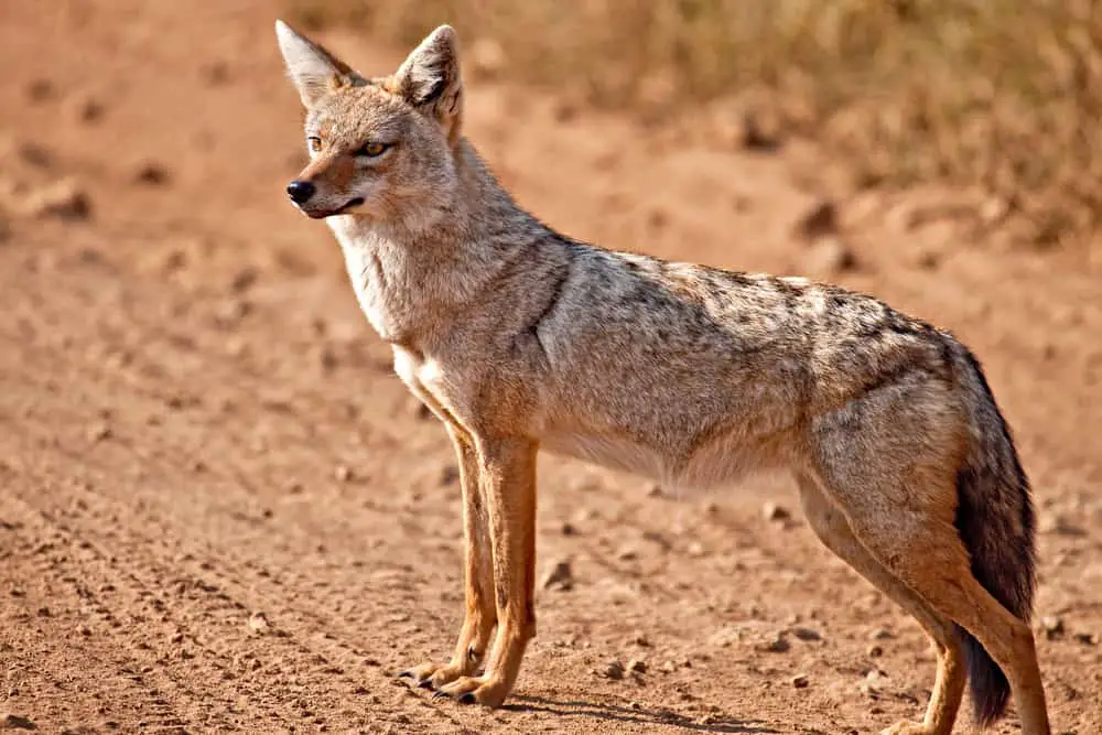 A golden jackal on a dirt road.