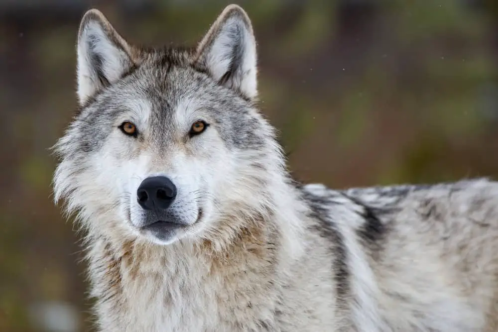 North American grey wolf 