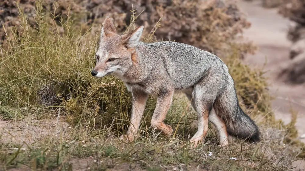 Pampas grey fox