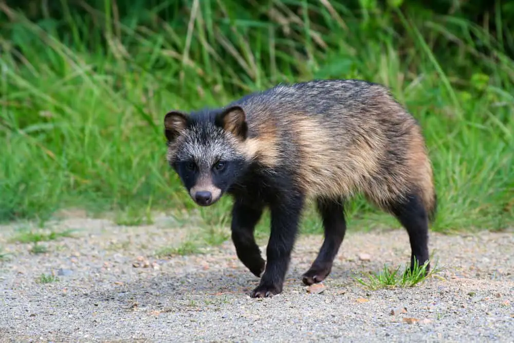 Raccoon dog in the wild.