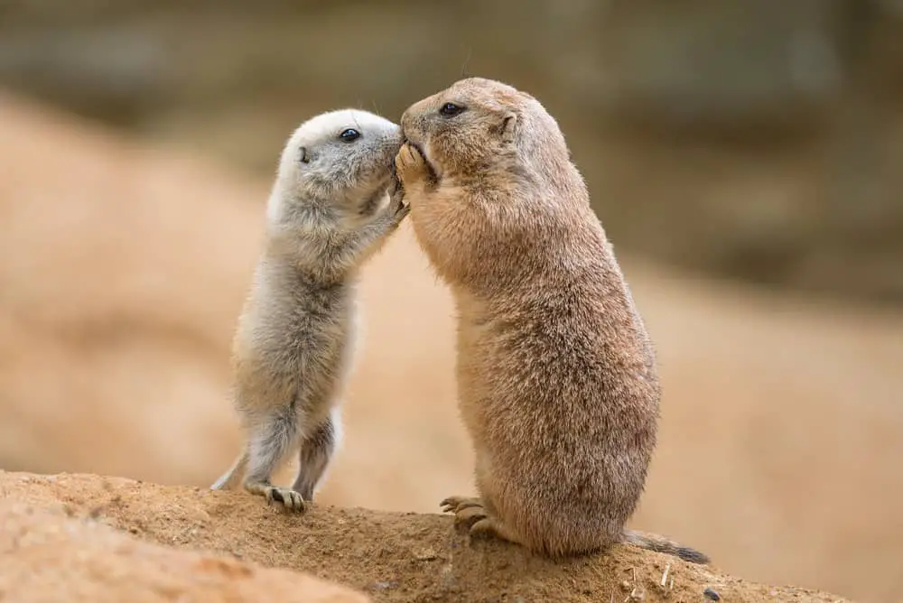 This is an adult and young prairie dog sharing their food with each other.