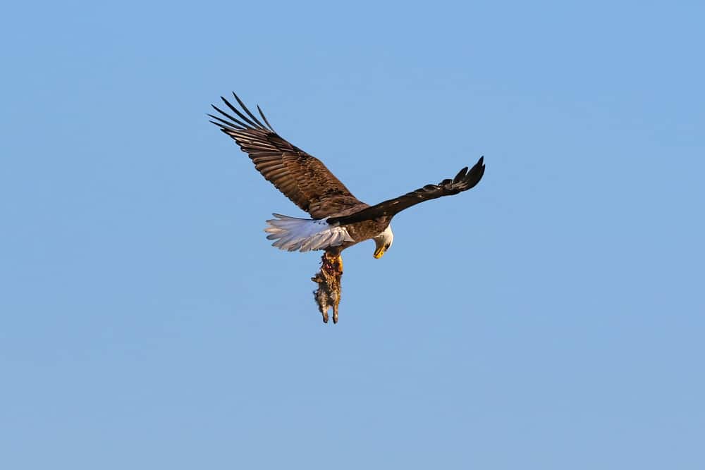 This is a bald eagle carrying a dead rabbit.