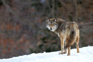 Coyote vs. Wolf | NatureNibble