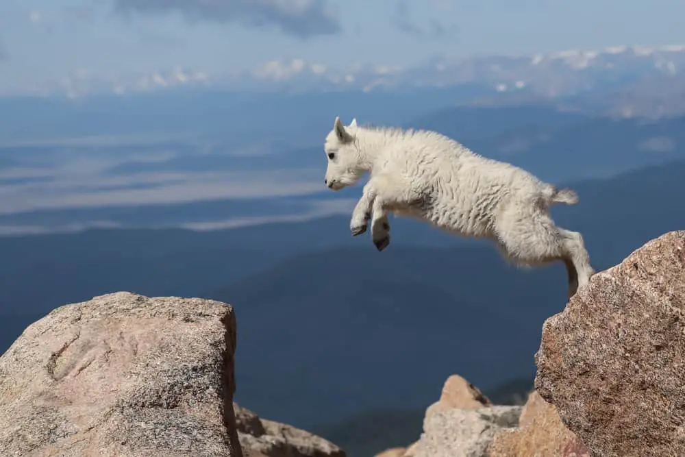 This is a mountain goat jumping on a rocky terrain.