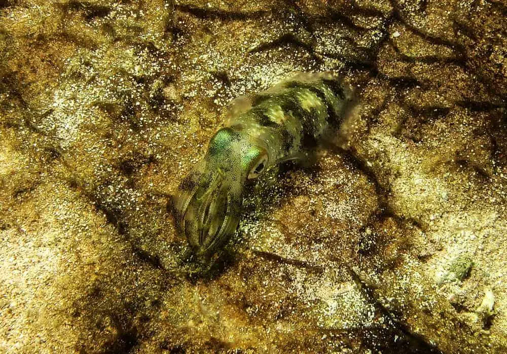 This is a squid camouflaged in the sea to protect itself from its prey while swimming.