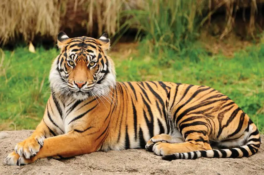 This is a close look at a resting Bengal Tiger but still alert.