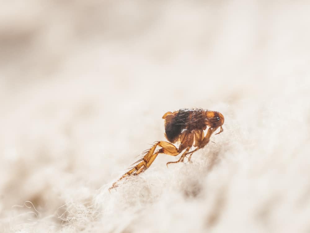 This is a close look at a dog flea on white fur.